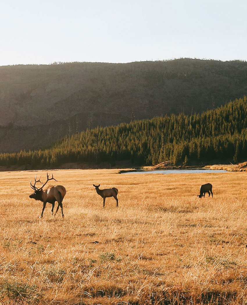 Pursuit Prolink Hunting Pro Deals