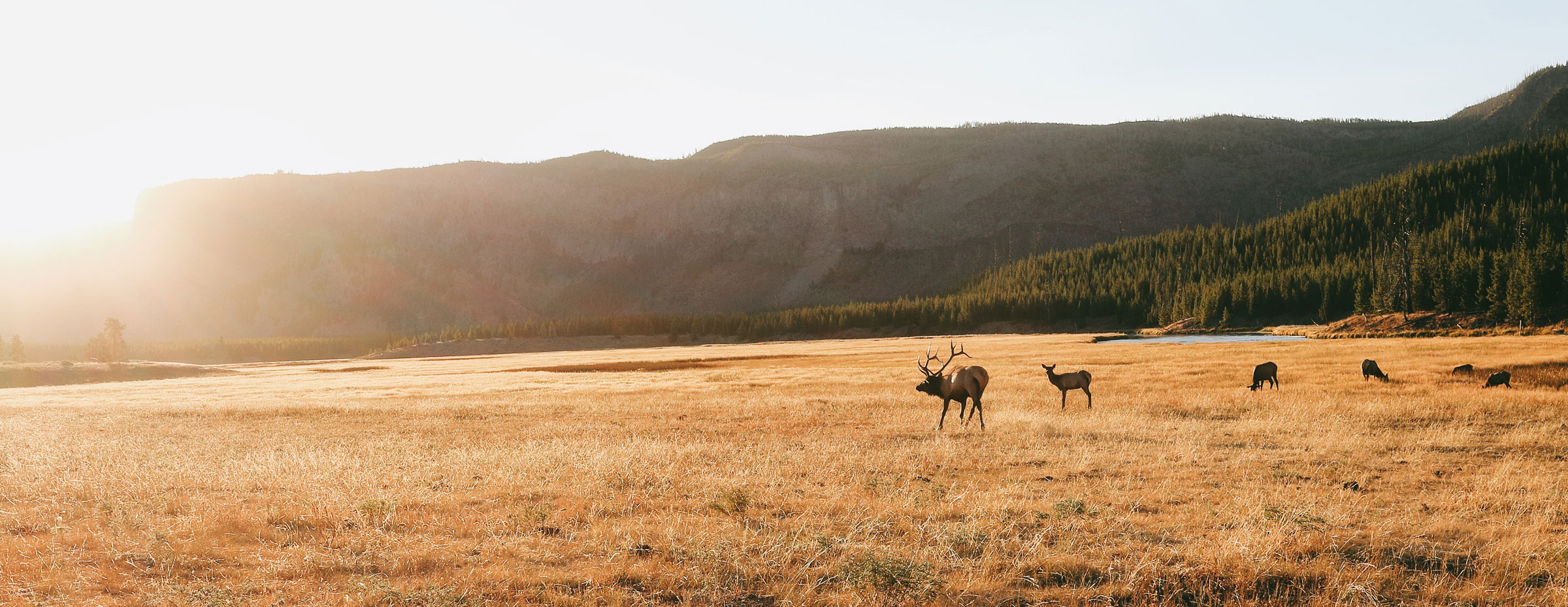 Pursuit Prolink Hunting Pro Deals